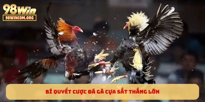 Bí quyết cược đá gà cựa sắt thắng lớn